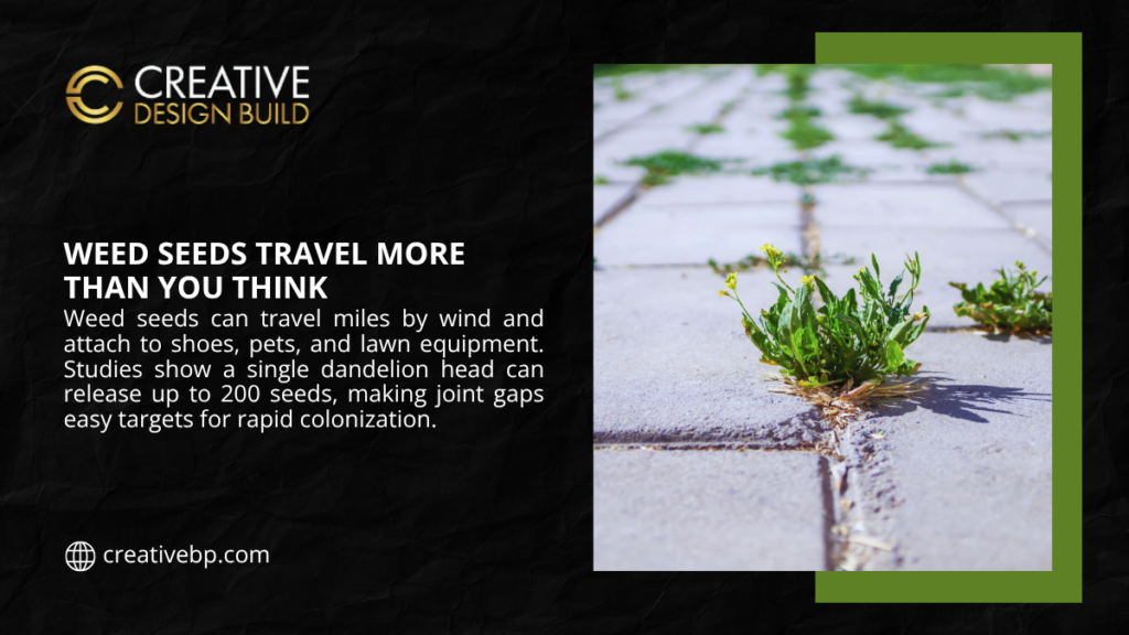 Close-up of small green weed seedlings sprouting from cracks in a cracked concrete sidewalk joint, with tiny yellow flowers, surrounded by dry pavement under sunlight.