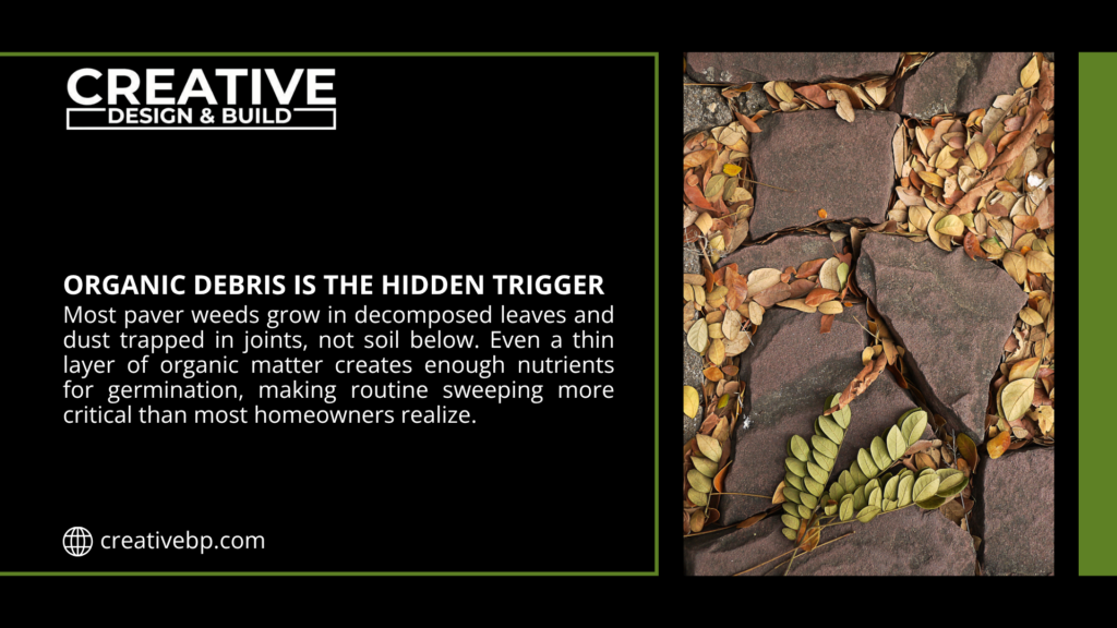 Overhead close-up of irregular dark stone pavers with wide joints filled with accumulated dry brown fallen leaves, twigs, and organic debris, showing trapped matter enabling weed growth in cracks.