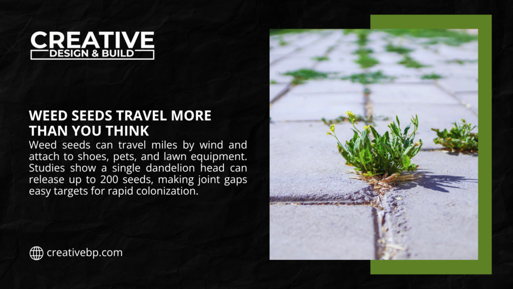 Close-up of small green weed seedlings sprouting from cracks in a cracked concrete sidewalk joint, with tiny yellow flowers, surrounded by dry pavement under sunlight.